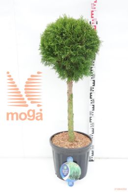 http://twentheplant.nl/tsd/54062_THOSMARA_s060c18_1.jpg