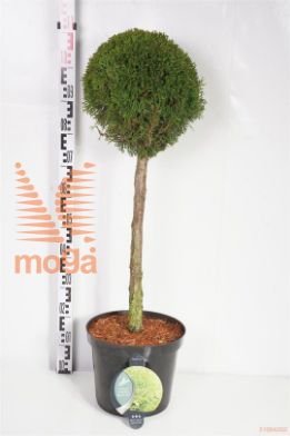 http://twentheplant.nl/tsd/54062_THOSMARA_S060C12_1.jpg