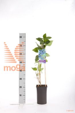 http://twentheplant.nl/tsd/90550_VACJERSE_8PSP_1.jpg