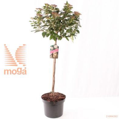 http://twentheplant.nl/tsd/71143_VITINUS_S060P23_1.jpg