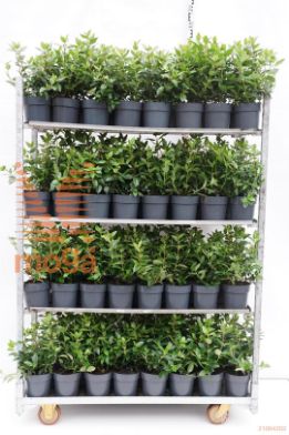 http://twentheplant.nl/tsd/76725_VITGWENL_8p17030040_1.jpg