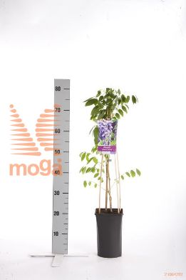 http://twentheplant.nl/tsd/90550_WISPROLI_8PSP_1.jpg