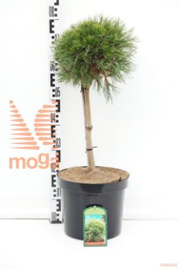http://twentheplant.nl/tsd/95202_PIMVAREL_s040c10_1.jpg