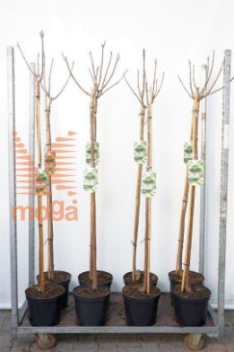 http://twentheplant.nl/tsd/95202_CABAUREA_S120P26_1.jpg
