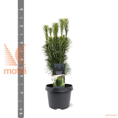 http://twentheplant.nl/tsd/55938_CEHFASTI_8P19030040_1.jpg