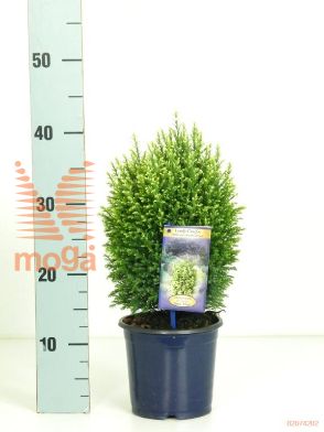 http://twentheplant.nl/tsd/96031_CHLSWHIT_8P15025030_1.jpg