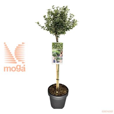 http://twentheplant.nl/tsd/56050_EUFEGAIE_S050P19_1.jpg