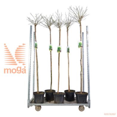 http://twentheplant.nl/tsd/95202_LISGBALL_S150C10_1.jpg