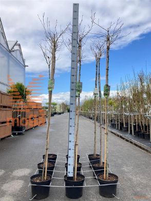 http://twentheplant.nl/tsd/95202_LISGBALL_s180c10_1.jpg