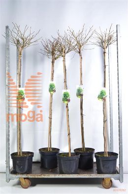 http://twentheplant.nl/tsd/95202_LISGBALL_S120C10_2.jpg