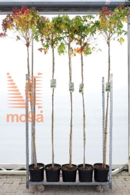 http://twentheplant.nl/tsd/95202_LISGBALL_s2000608c10_1.jpg