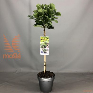 http://twentheplant.nl/tsd/56050_PRLETNA_S050C93JR_1.jpg