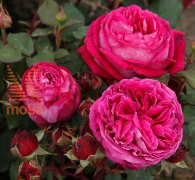 http://twentheplant.nl/tsd/74813_ROFCAROL_8p23_1.jpg