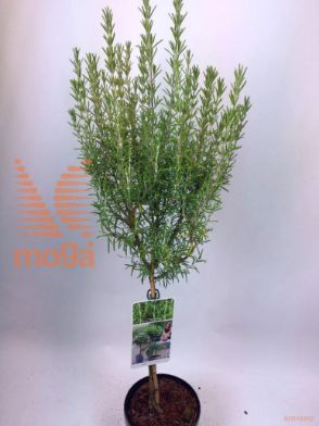 http://twentheplant.nl/tsd/56050_ROOFFICI_S050P19_1.jpg