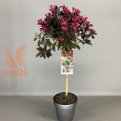http://twentheplant.nl/tsd/56050_VITINUS_S050P192JR_1.jpg