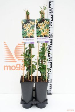 http://twentheplant.nl/tsd/90550_TRJSTOSC_8PSP_1.jpg