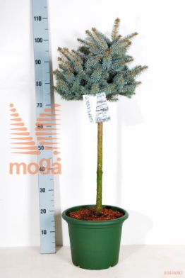 http://twentheplant.nl/tsd/70850_PIPGGLOB_S040C10_2.jpg