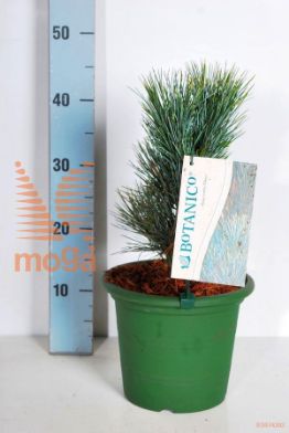 http://twentheplant.nl/tsd/70850_PICGLAUC_8P21020025_2.jpg
