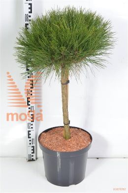 http://twentheplant.nl/tsd/70850_PIDAVERK_S040C10_2.jpg