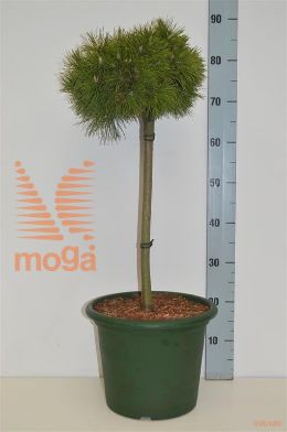 http://twentheplant.nl/tsd/70850_PIMBENJA_S040C10_1.jpg