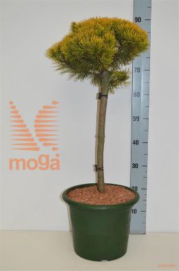 http://twentheplant.nl/tsd/70850_PIMCWINT_S040C10_1.jpg