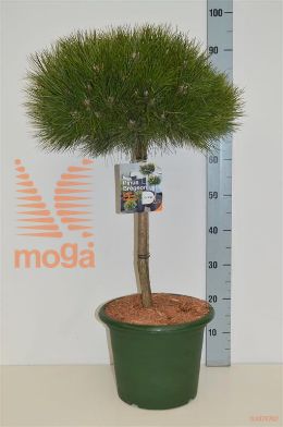 http://twentheplant.nl/tsd/70850_PINBAMBI_S040C10_1.jpg