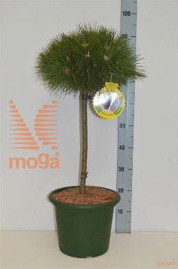 http://twentheplant.nl/tsd/70850_PINBREPO_S040C10_1.jpg