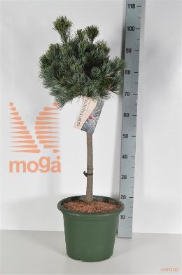 http://twentheplant.nl/tsd/70850_PIPNEGIS_S040C10_2.jpg