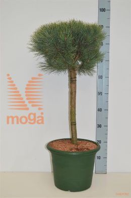 http://twentheplant.nl/tsd/70850_PISWATER_S040C10_1.jpg