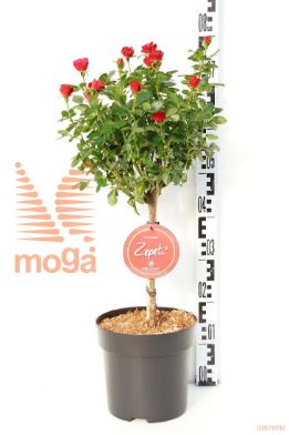 http://twentheplant.nl/tsd/70850_ROZEPETI_s030p23_1.jpg