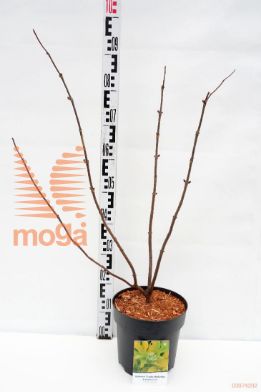 http://twentheplant.nl/tsd/70850_SARSGOLD_8P23050060_1.jpg