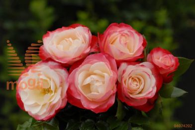 http://twentheplant.nl/tsd/74813_RONOSTAL_S050P23_1.jpg