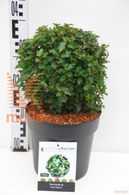 http://twentheplant.nl/tsd/70850_ILMLRASC_VBL2530P21_1.jpg