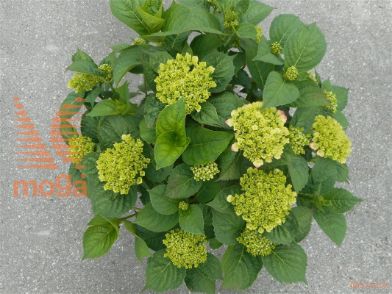 http://twentheplant.nl/tsd/81210_HYMKGEOR_9c12040060_2.jpg