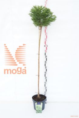 http://twentheplant.nl/tsd/90350_CRJLCHAM_S120P26_1.jpg