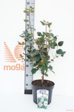 http://twentheplant.nl/tsd/90350_VIBARUSS_8P23050060_1.jpg