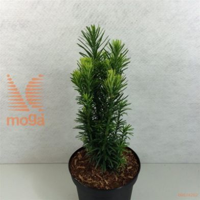 http://twentheplant.nl/tsd/88315_CEHFASTI_8P26040050_2.jpg