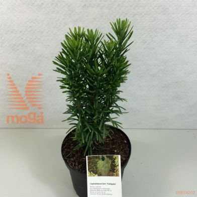 http://twentheplant.nl/tsd/88315_CEHFASTI_8P19030040_1.jpg
