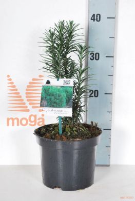 http://twentheplant.nl/tsd/74250_CEHFASTI_8P17025030_2.jpg