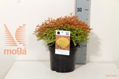 http://twentheplant.nl/tsd/74250_THOGTUFF_8P17015020_2.jpg