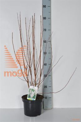 http://twentheplant.nl/tsd/58250_DESPLENA_8P19040050_2.jpg