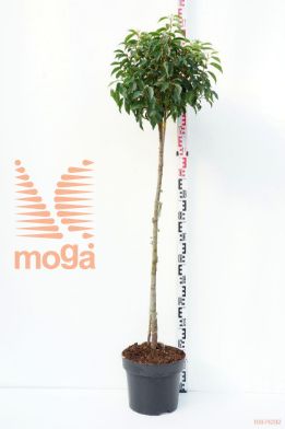 http://twentheplant.nl/tsd/58250_PRULANGU_S100C10_1.jpg