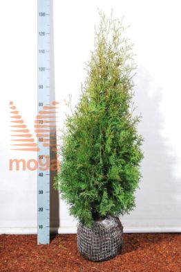 http://twentheplant.nl/tsd/58250_THOPCOMP_K080100_2.jpg