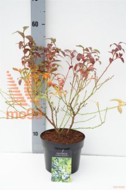 http://twentheplant.nl/tsd/58250_VACNCOUN_8P19030040_1.jpg