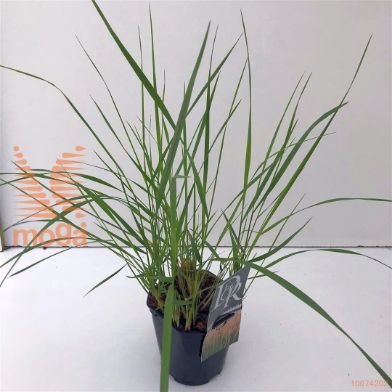 http://twentheplant.nl/tsd/57396_CAAKFOER_8P17_1.jpg