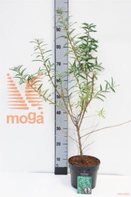 http://twentheplant.nl/tsd/58250_HIRPOLLM_8P19030040_1.jpg