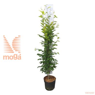 http://twentheplant.nl/tsd/58250_CABFASTI_8P26125150_2.jpg