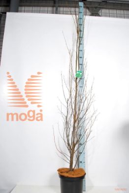 http://twentheplant.nl/tsd/58250_CABFASTI_9C10150175_2.jpg