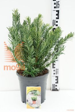 http://twentheplant.nl/tsd/68225_CEHDGARD_8p19025030_1.jpg