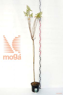 http://twentheplant.nl/tsd/74806_HYPKYUSH_S120P26_1.jpg